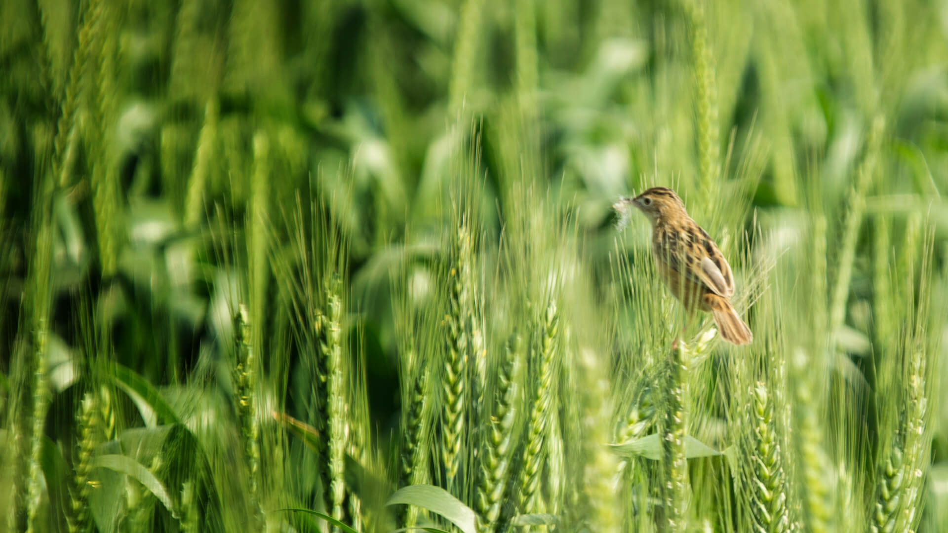 Your Path to Eco-Friendly Farming